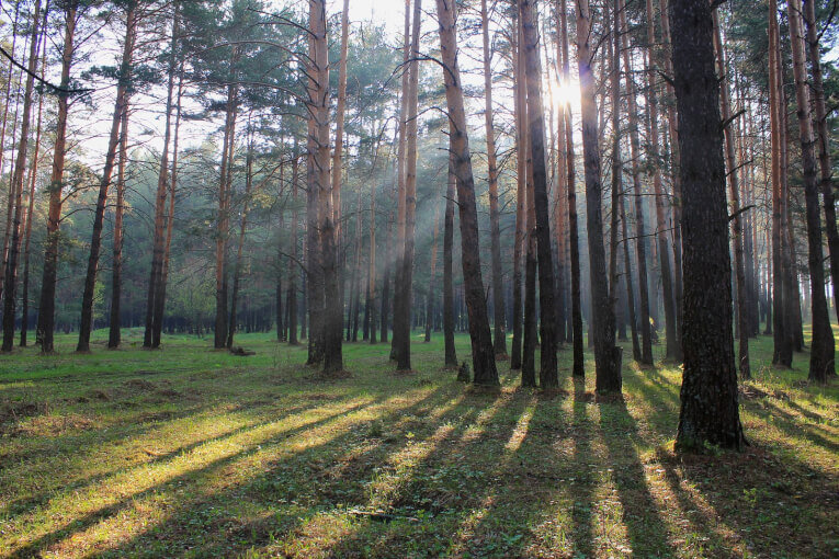 Заельцовский парк