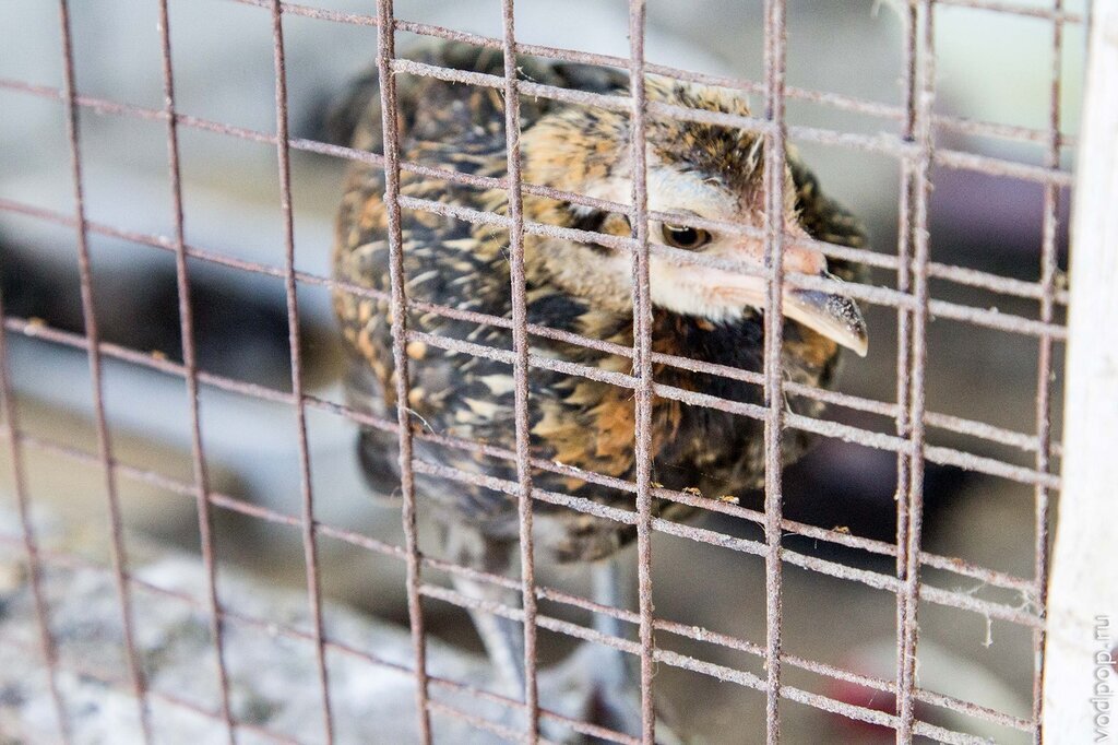 Сад орхидей на Пхукете Сад орхидей на Пхукете